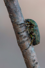 rose chafer - Pseudinca camerunensis