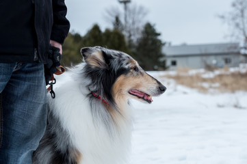 best friend collie in winter