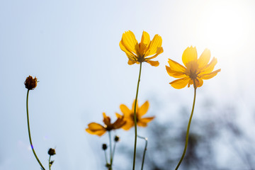 Yellow cosmos flower blooming in the field in park , Nature background