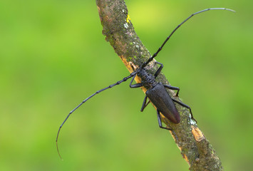 Longhorn beetle Cerambyx cerdo in Czech Republic