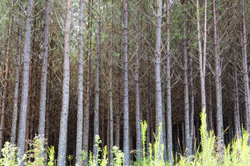 Plantação comercial de pinheiro