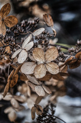 spring garden flowers 