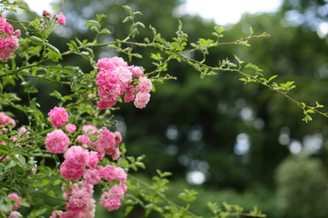 Rankende Rosenblüten