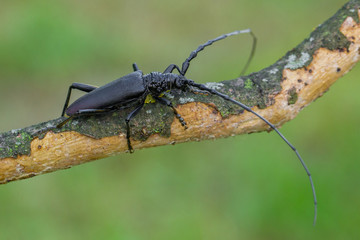 Longhorn beetle Cerambyx cerdo in Czech Republic