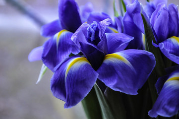 Fototapeta na wymiar Flower spring bouquet irises