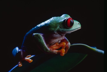 Let's Pray -  Red-Eyed Tree Frog (Agalychnis callidryas) photographed  at the Oregon Coast Aquarium.