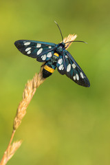 Nine-spotted moth or yellow belted burnet, Amata phegea, formerly Syntomis phegea, in Czech Republic