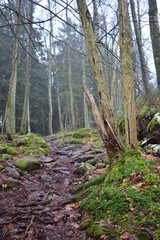 footpath in a pine forest