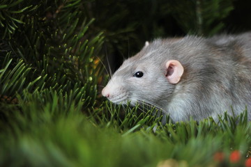 New year 2020. Grey domestic rat on a branch of a Christmas tree. Symbol of the new year 2020 in the Chinese calendar. New year and Christmas concept.