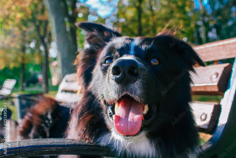 Wall mural border collie in the park