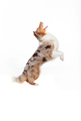 Hund springt hoch. Hund beim spielen