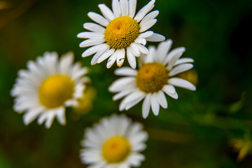 Obraz premium Daisies on background of green grass.