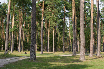 Pine grove
