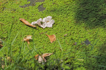 Beautiful Pink Petal of Trumpet Tree or Tabebuia Rosea fall to the canal with green leaves background, Kasetsart University, Kamphaeng Saen Campus, Nakhon Pathom, Thailand.