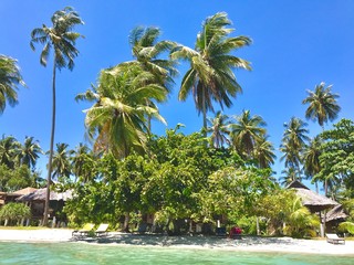 plage de sable blanc avec palmier