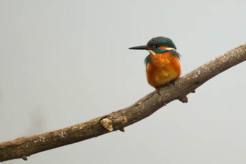 martin pescatore (Alcedo atthis) su ramo con sfondo chiaro