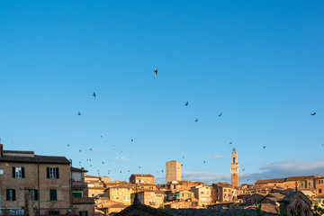 Fototapeta na wymiar Ein Vogelschwarm über der abendlichen Altstadt von Siena, begleitet von einem Motorgleitschirm
