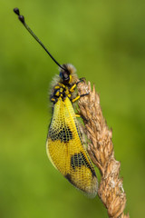 Beautiful Owlfly Libelloides macaronius in Czech Republic
