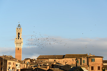 Ein Vogelscharm am abendlichem Himmel über der Altstadt von Siena