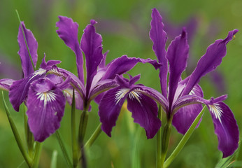 Iris Delight - Trio of Tough-leaf Iris (Iris tenax).