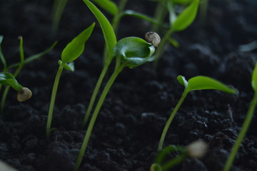 seedlings of pepper. fresh organic homemade seedlings on the window sill. 