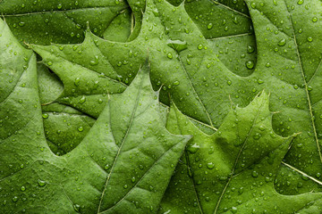 Background of green maple leafs with water drops