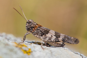 Blue-winged grasshopper, Oedipoda caerulescens in Czech Republic
