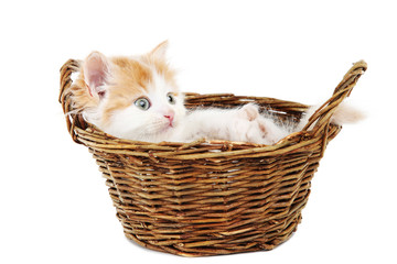 Fototapeta na wymiar Cute kitten in basket isolated on white background