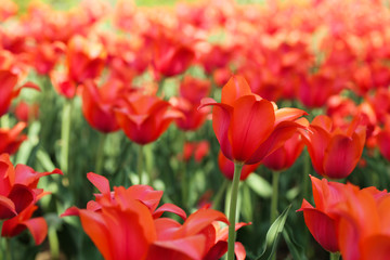 Fresh red tulip flowers in the garden