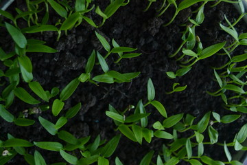 seedlings of pepper. fresh organic homemade seedlings on the window sill. 