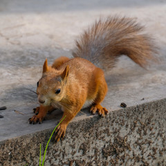 squirrel sitting on a tree trunk