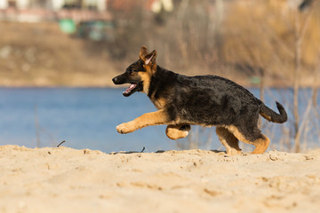active puppy german shepherd