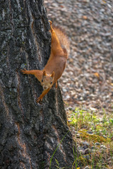 squirrel sitting on a tree trunk