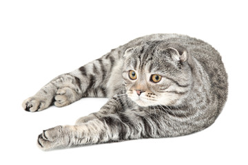 Cute cat lying on white background