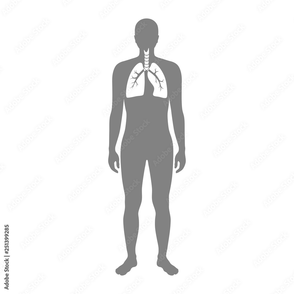 Canvas Prints Vector isolated illustration of lung