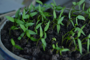 seedlings of pepper. fresh organic homemade seedlings on the window sill. 
