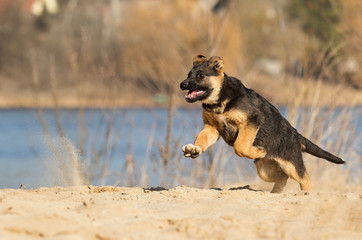 active puppy german shepherd