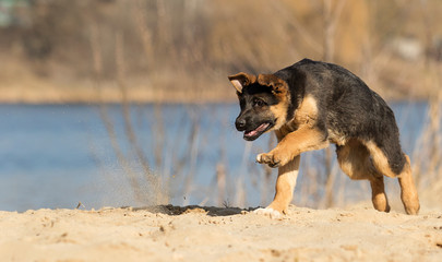 active puppy german shepherd