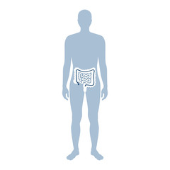 Vector illustration of large and small intestine