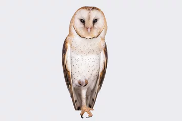 Raamstickers photo owl on white background isolated © RHJ