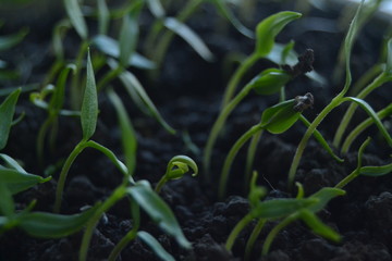 seedlings of pepper. fresh organic homemade seedlings on the window sill. 