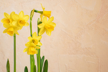 gelbe narzissen stehend vor beigen hintergrund