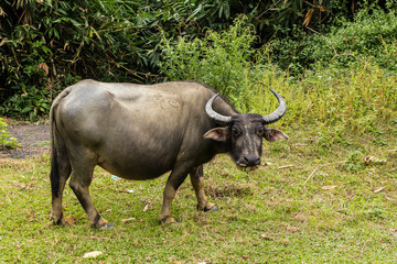 water buffalo stands and looks into the camera