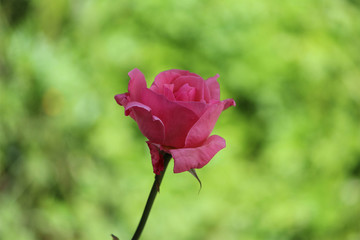 Beautiful rose with nature background.