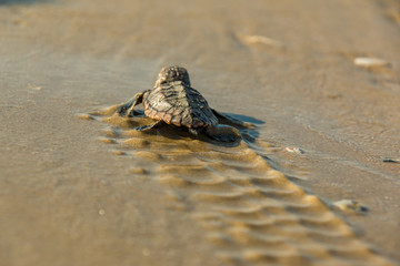 baby sea turtle beach water ocean
