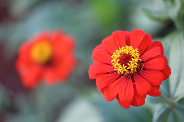 Macro red flower.