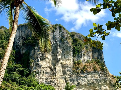 montagne avec palmier
