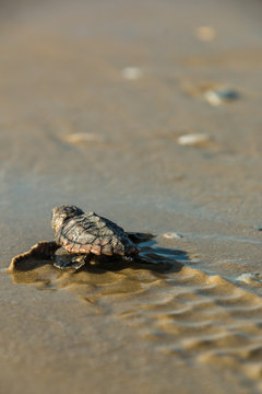 baby sea turtle beach water ocean