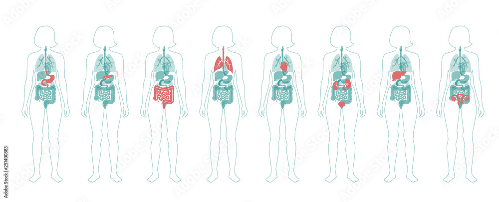 Sticker human internal organs vector