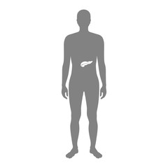 Vector isolated illustration of pancreas